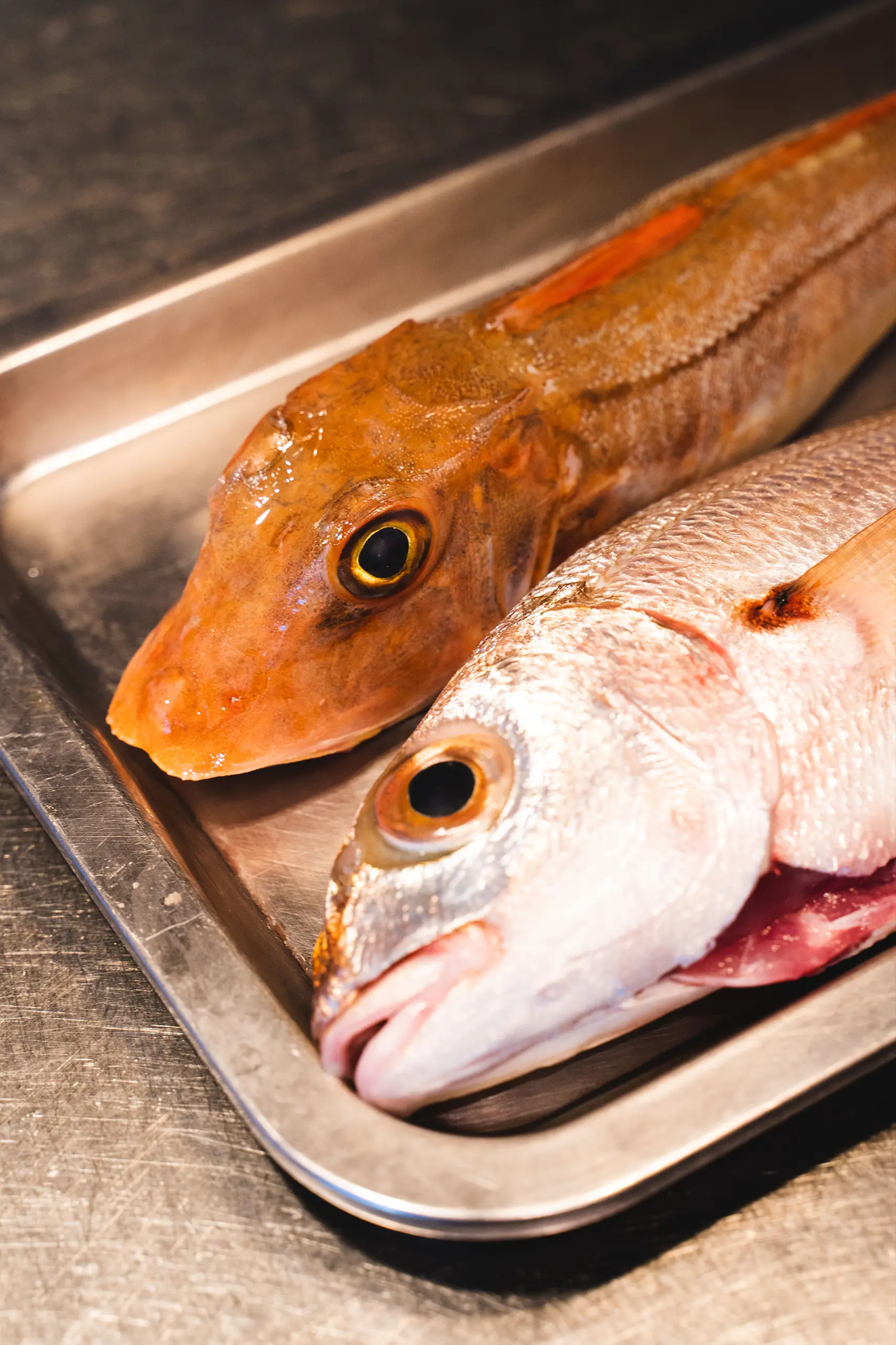 portrait-06 portrait-06